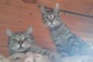 Gordi und Chiqui (2)
